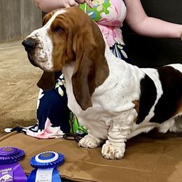 Quincy - Basset Hound