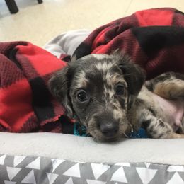 Dachshund Puppies from Kelly's Doxie Farm