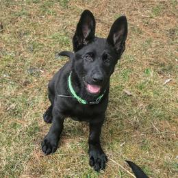 Girl 5 - Black female German Shepherd puppy in Baldwinville, Massachusetts from Littlewood Shepherds