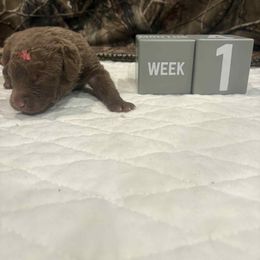 Pink Dot - Brown male Chesapeake Bay Retriever puppy in Wisconsin Dells, Wisconsin from Kilbourn Chesapeakes