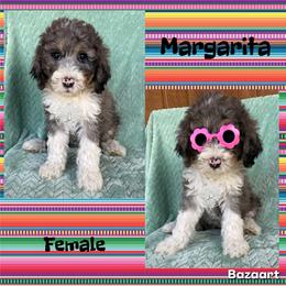 Margarita - Blue merle female Bernedoodle puppy in Godwin, North Carolina from Farm Sweet Farm Doodles