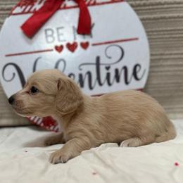 Angel - Cream female Dachshund puppy in Cherry Tree, Oklahoma from Peavine Creek Dachshunds