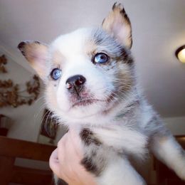 American Corgi Puppies from Spa City Corgis