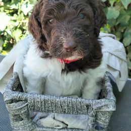 Jim - Labradoodle puppy in Atascadero, California from Classic Poodles and Doodles