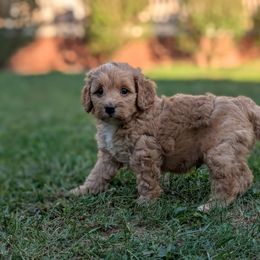 Ruby Chocolate - Apricot male Cavapoo puppy in Coshocton, Ohio from Forever Family Puppies