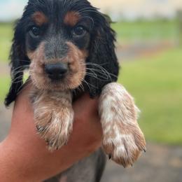 Girl 3 - Black white and tan female English Springer Spaniel puppy in Fort Meade, Florida from Lake in the Hills Springers