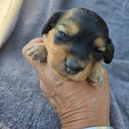 Pinto Bean - Shaded Cream - Red male Dachshund puppy in Pueblo, Colorado from HotDachs