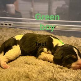 Green boy - Tri-colored male Treeing Walker Coonhound puppy in Lovelady, Texas from 3 Color Kennel