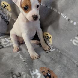 Eye Spot girl - Tri-colored female Parson Russell Terrier puppy in Phelan, California from Elite Parson Russells