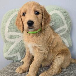 CLOVER - Apricot male Goldendoodle puppy in Sugar Land, Texas from Sugar Doodles