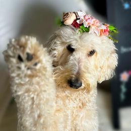 Nala - Goldendoodle