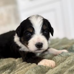 Bernedoodle, Cavapoo, Havanese, and Havapoo Puppies from Lady Paws Puppies - Cassie