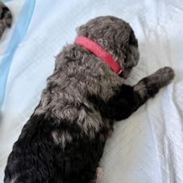 Bernedoodle, Bernese Mountain Dog, Cavalier King Charles Spaniel, Cavapoo, and Poodle Puppies from Ellas.Pups (Bernedoodles & Cavapoos)