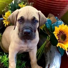 Condor - Royal Blue Collar Boy - Tawny male Boerboel puppy in Navasota, Texas from Silverthorne Boerboels