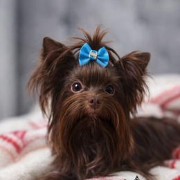 Brownie - Liver male Yorkshire Terrier puppy in Moultrie, Georgia from Alina's Royal Yorkies