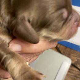 Mocha - Chocolate and tan female Dachshund puppy in Lake Mary, Florida from Lakeside Doxies