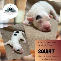 Squirt - Black and white female Portuguese Water Dog puppy in Weston, Idaho from Gro-T Kennels