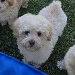 Poodle Puppies from Caboodles Of Poodles