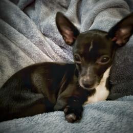 Chihuahua puppies from Western Kentucky Chihuahua’s and Chinese Crested’s