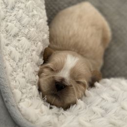 Maltese, Pomeranian, Shih Tzu, and Yorkshire Terrier Puppies from Gibbs Gorgeous Paws LLC
