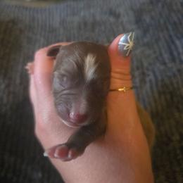 Goku - Red & white male Miniature Australian Shepherd puppy in Arlington, Texas from CopperHead Aussies