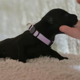 Light Purple - Black coat - Sable female German Shepherd puppy in Elijay, Georgia from Mission K9