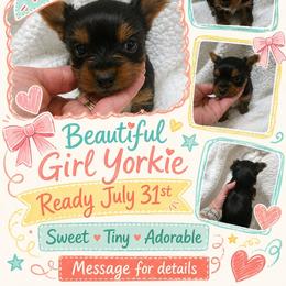 Girl 4 - Black and tan female Yorkshire Terrier puppy in Georgia from Taylor Kennels