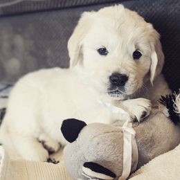 Golden Retrievers from Columbia Basin English Cream Golden Retrievers