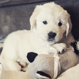Golden Retrievers from Columbia Basin English Cream Golden Retrievers