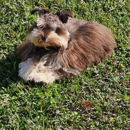 Skye - Miniature Schnauzer