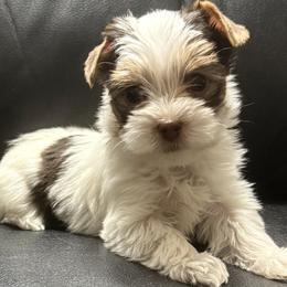 Stefan AKC - Chocolate, tan and white male Yorkshire Terrier puppy in Labelle, Florida from Chocolate and Parti Yorkies in Florida