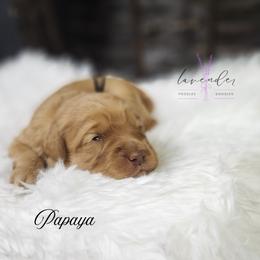 Papaya - Red  male Goldendoodle puppy in Mancelona, Michigan from Lavender poodles & doodles