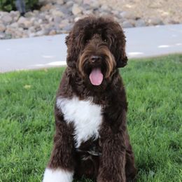 Tank - Australian Labradoodle