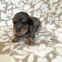 Pretzel - Dapple male Dachshund puppy in Monroe, North Carolina from Dogwood Doxies