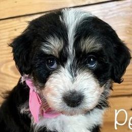 Girl 3 - Aussiedoodle puppy from Darling Doodles of Texas