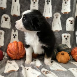 Miniature Australian Shepherd and Toy Australian Shepherd Puppies from Hotmess of Aussies