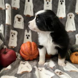 Miniature Australian Shepherd and Toy Australian Shepherd Puppies from Hotmess of Aussies