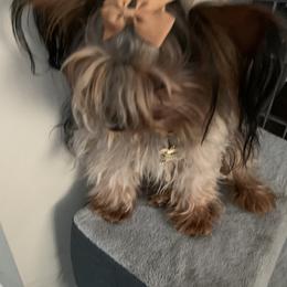 Yorkshire Terrier Puppies from Missy Lu Lap Puppies