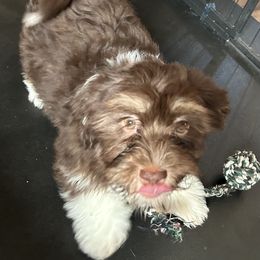 Havanese and Poodle Puppies from Teresa’s Fur Babies