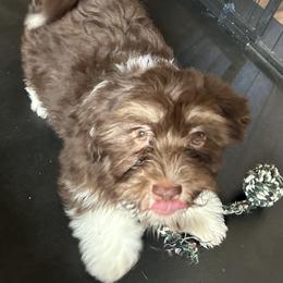 Havanese and Poodle Puppies from Teresa’s Fur Babies
