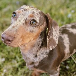 Dachshunds from Ruben Doxies of Oklahoma