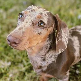 Dachshunds from Ruben Doxies of Oklahoma