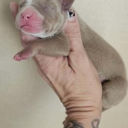Girl 5 - Fawn female American Bully puppy in El Paso, Texas from PaPaws Gotta Love It Kennels