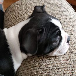 Boston Terrier Puppies from Bagosy's Boston Terriers 6