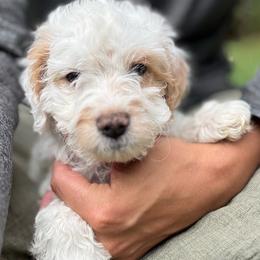 Saint - Cream male Cavapoo puppy in Gap, Pennsylvania from Luxe Cavapoo LLC
