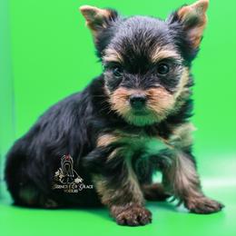 Yorkshire Terrier Puppies from Essence of Grace Yorkies