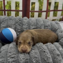 Chocolate Based Cream Longhair Male (green collar) - Cream male Dachshund puppy in Killeen, Texas from Southern Dachshunds