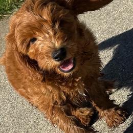 Blue - Red  male Goldendoodle puppy in Holland, Michigan from WAG 52nd