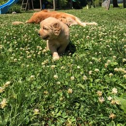 Golden Retriever and Goldendoodle Puppies from Mason Farm Goldens