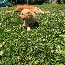 Golden Retriever and Goldendoodle Puppies from Mason Farm Goldens